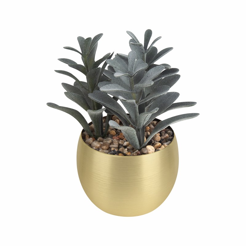 Planta decorativa dakar