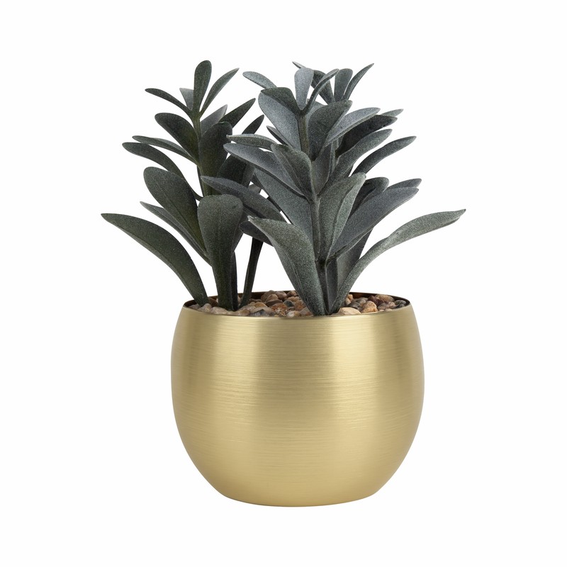 Planta decorativa dakar