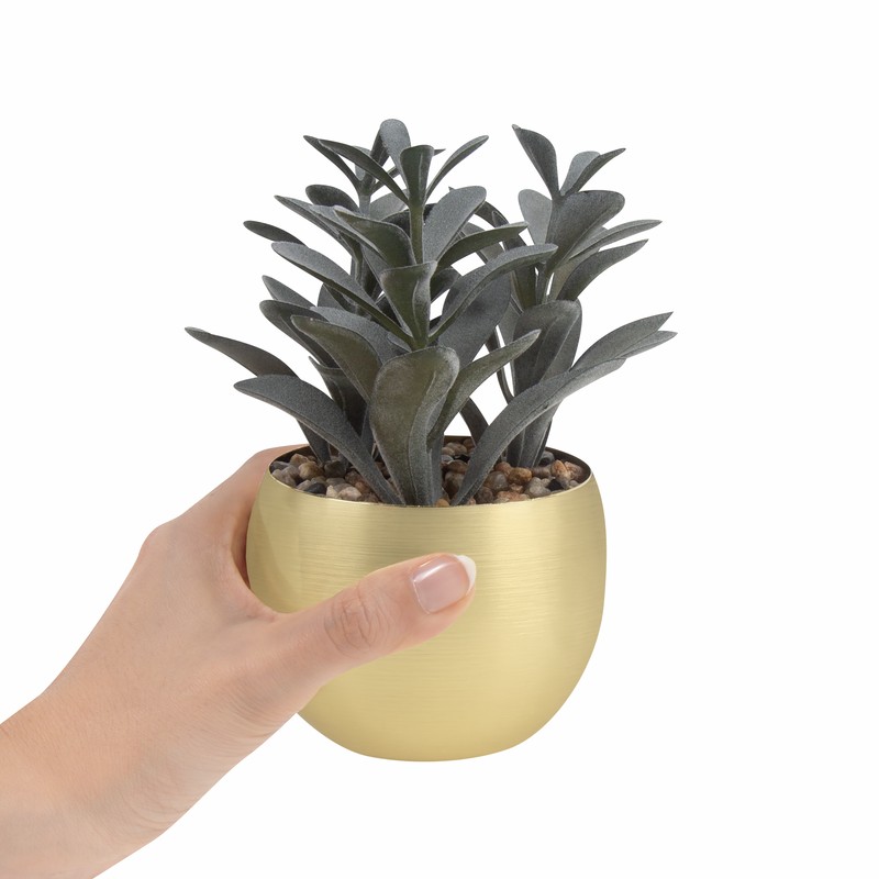 Planta decorativa dakar