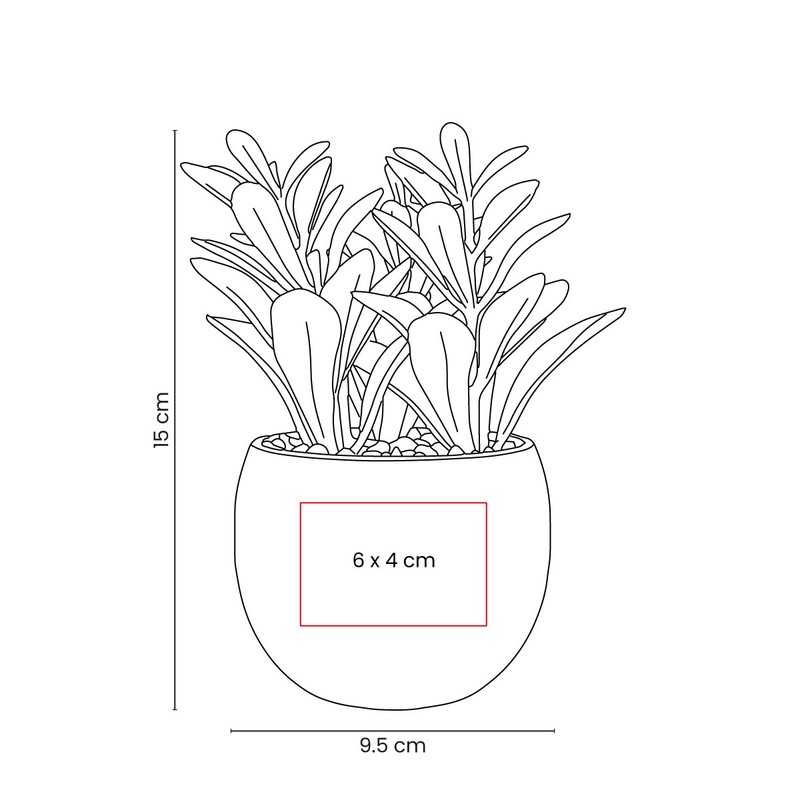 Planta decorativa dakar